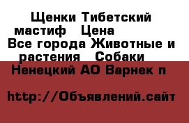  Щенки Тибетский мастиф › Цена ­ 50 000 - Все города Животные и растения » Собаки   . Ненецкий АО,Варнек п.
